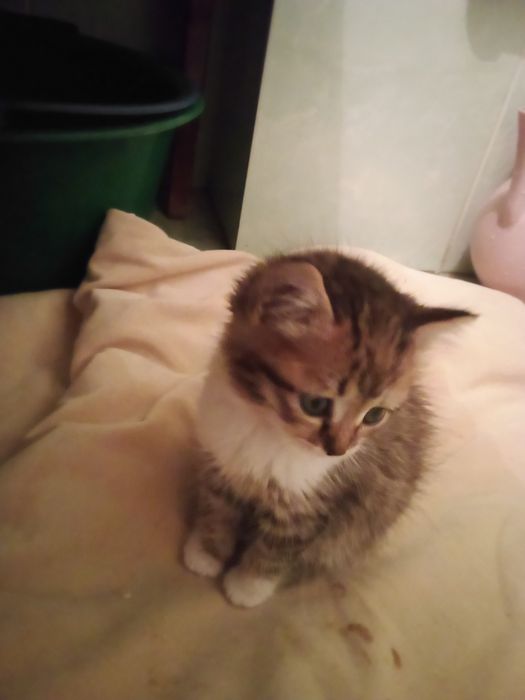 Котенок бесплатно
