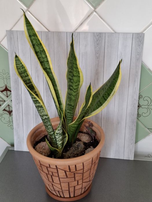 Большой шикарный цветок "Сансивьерия"в авторском дорогом горшке