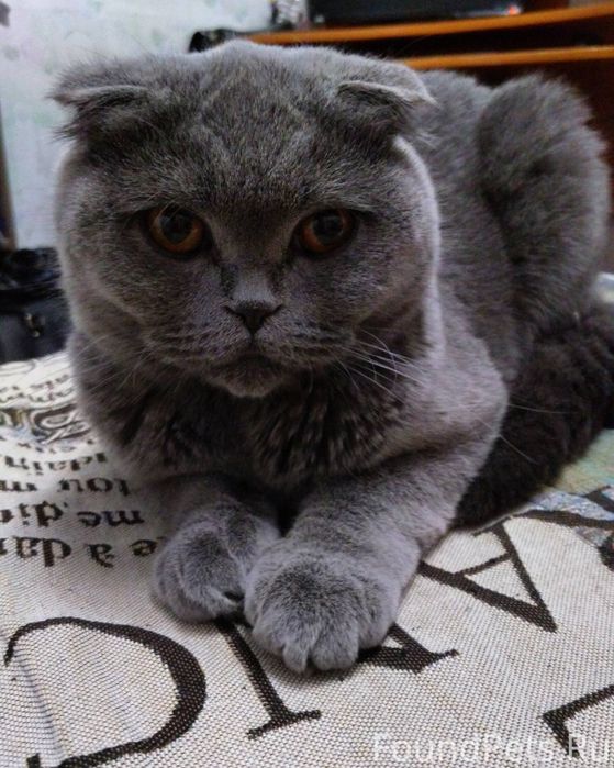 Шотландский вислоухий