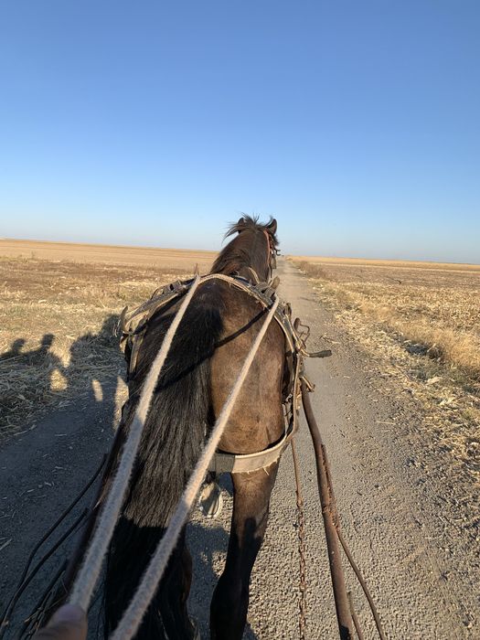 Cal castrat de vinzare