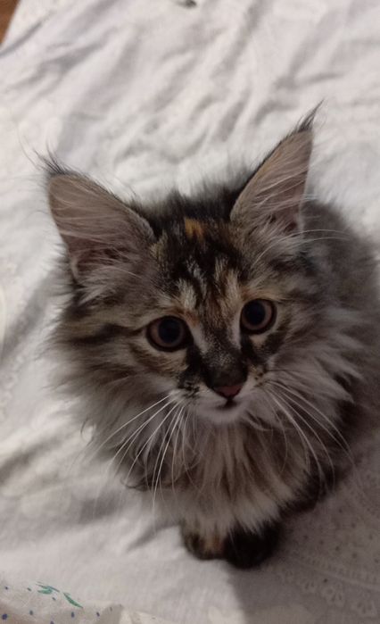 Продам кошку в хорошие руки