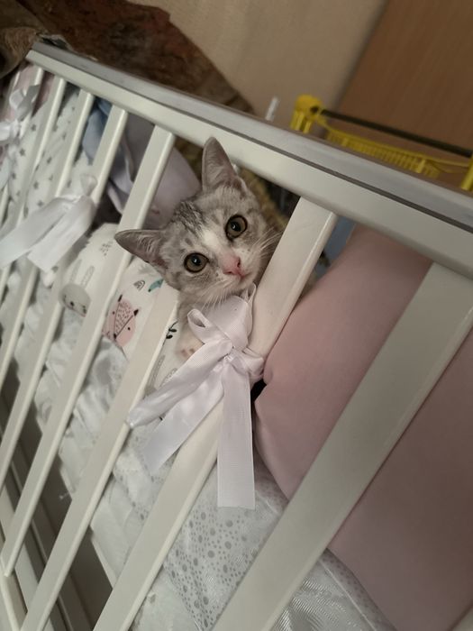Отдам в добрые руки срочно