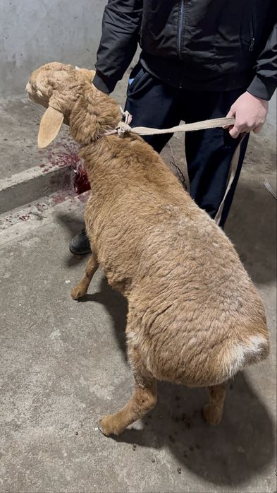 Qo’chqorlar sotiladi