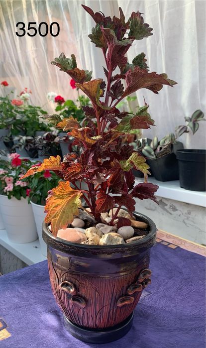 Распродажа комнатных цветов