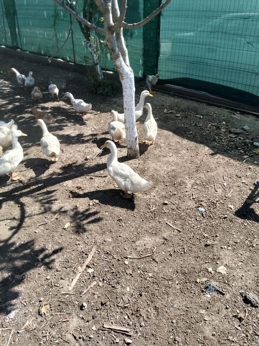 Rațe bune de carne și de ouă 50 RON bucata preț foarte bun