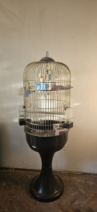 Papagali Nimfe cu colivie mare