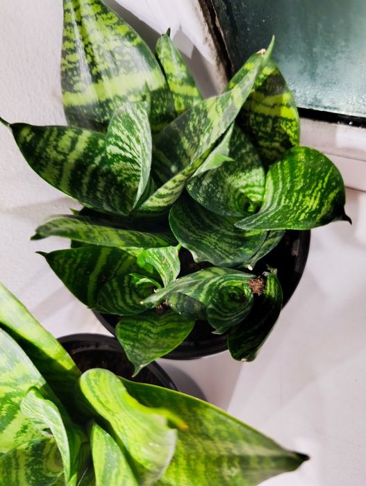 Цветы самые разные комнатные