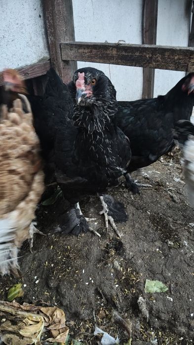 Продам кур несушки