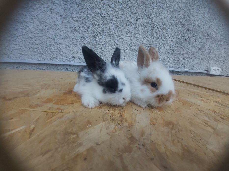 Продаются кролики крольчата куен болалари декоративные очень красивые.