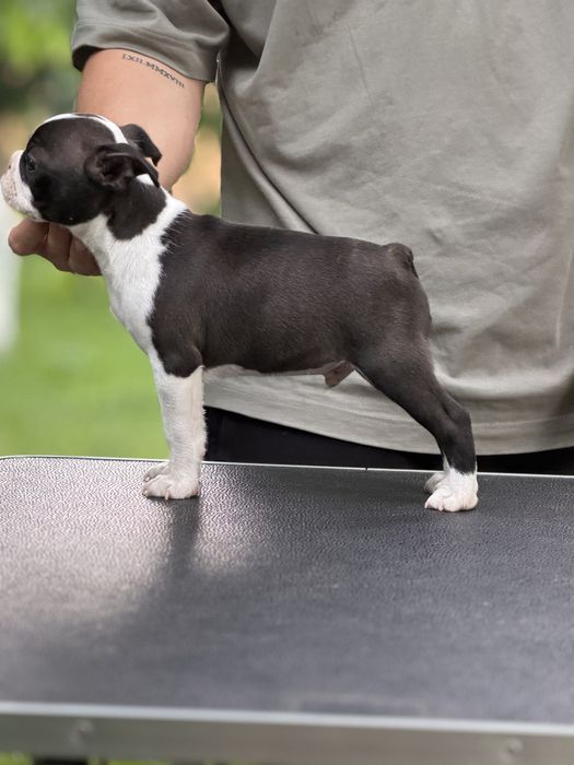 Boston Terrier (nu bulldog francez)