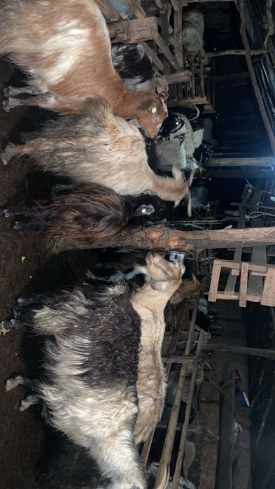 Capre cu iezi după ele