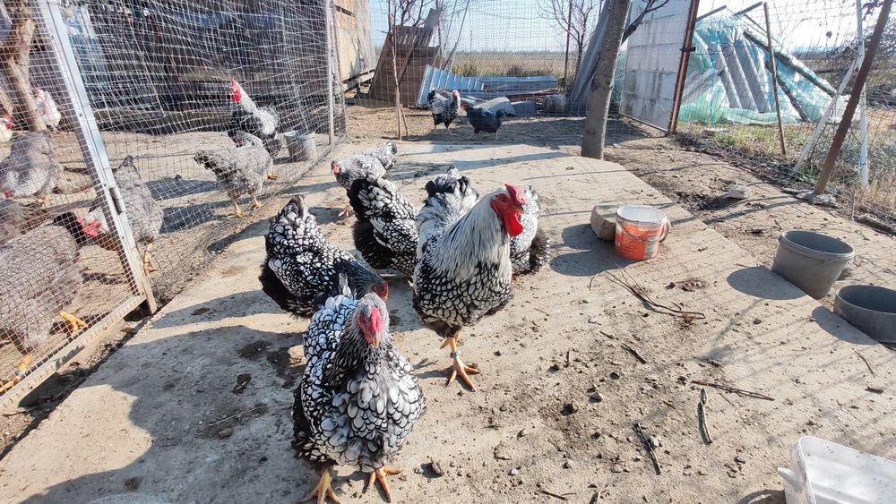 Ouă pt incubat wyandotte argintiu