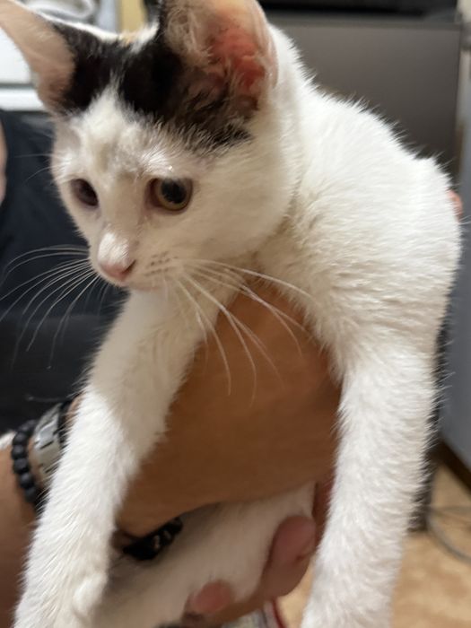 бебе котенце си търси дом
