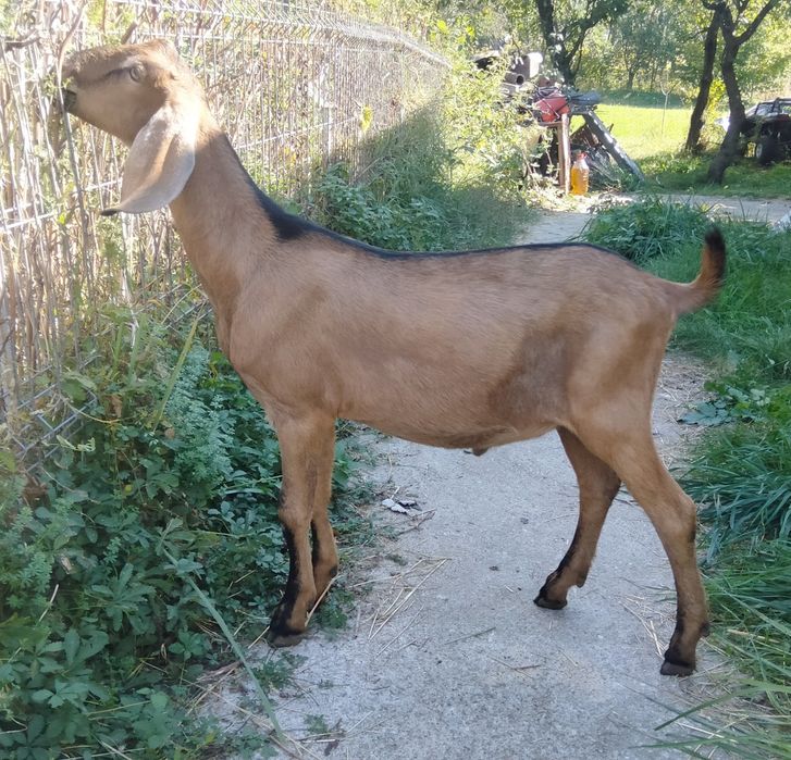 Tapisor Anglo Nubian vârsta 5 luni