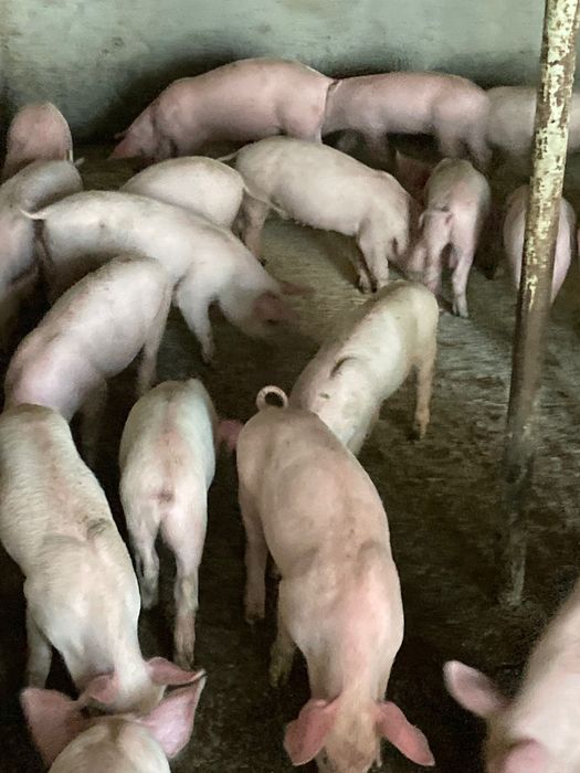 Продавам малки прасенца