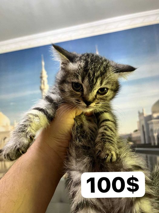 2 oylik mushukchalar