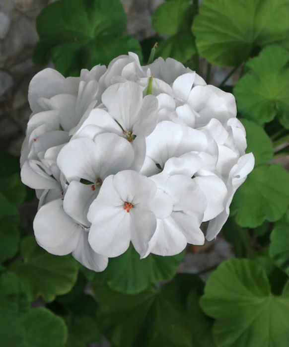 Продам герань пеларгонию