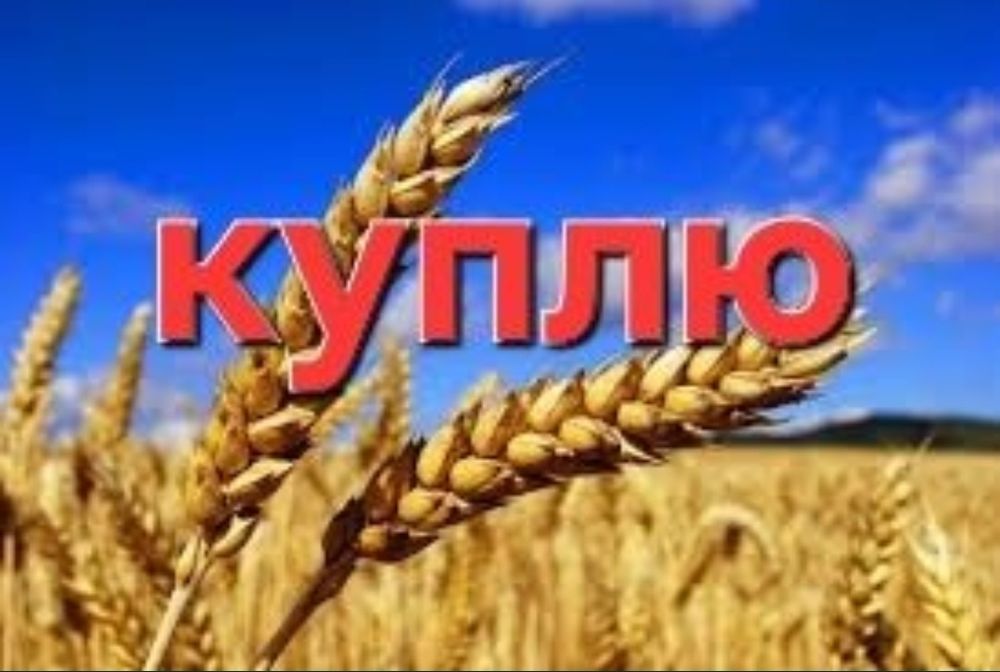 Принимаем ячмень с хозяйства