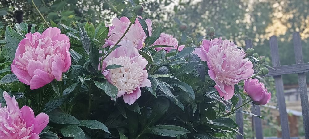 пионы свежесрезанные