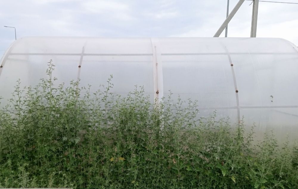 Теплицы. Жылыжай