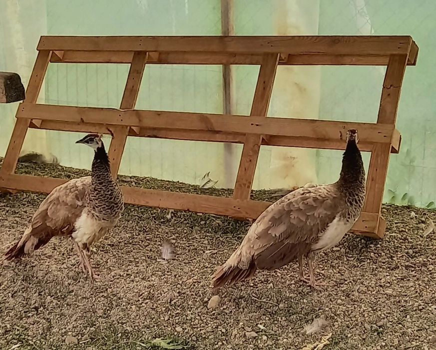 Femelă matură de paun Violet