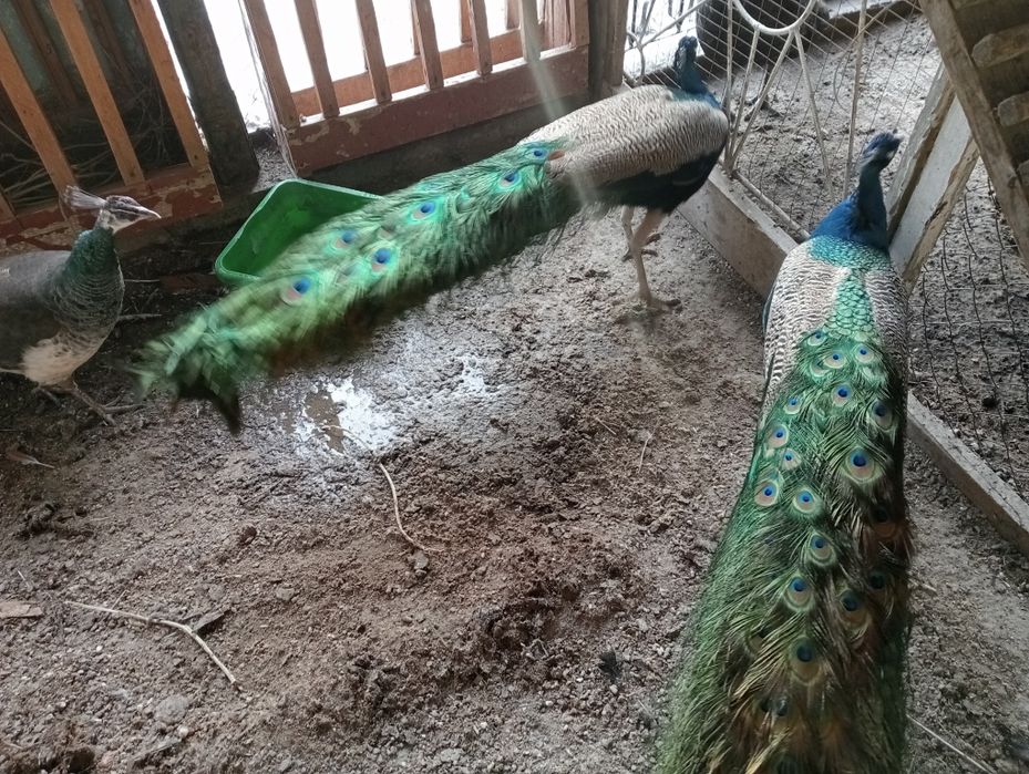 Индюшки. Павлин продаются