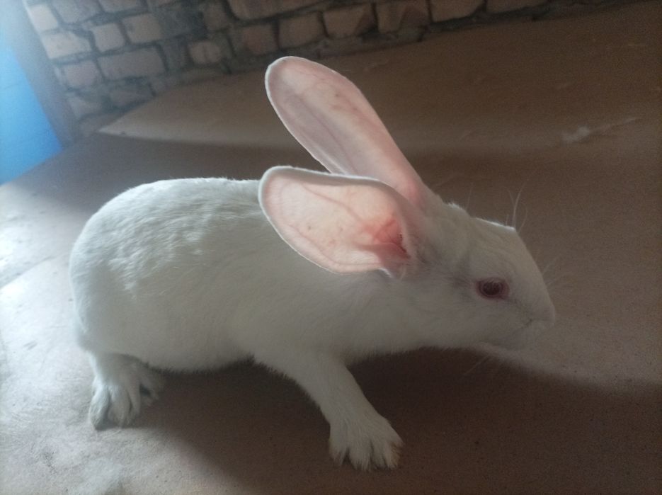 Xikol quyonlar sotiladi