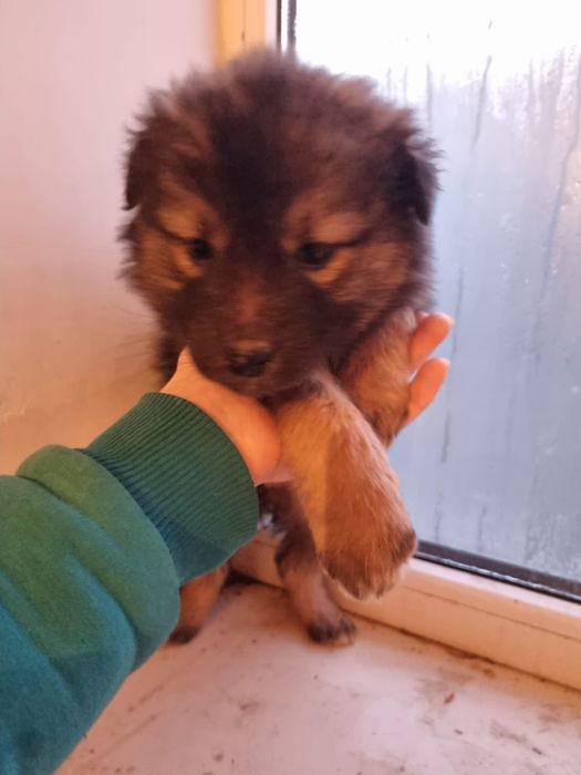 В добрые руки! Щенок(девочка)