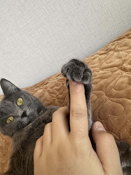 Отдам кошку в хорошие руки