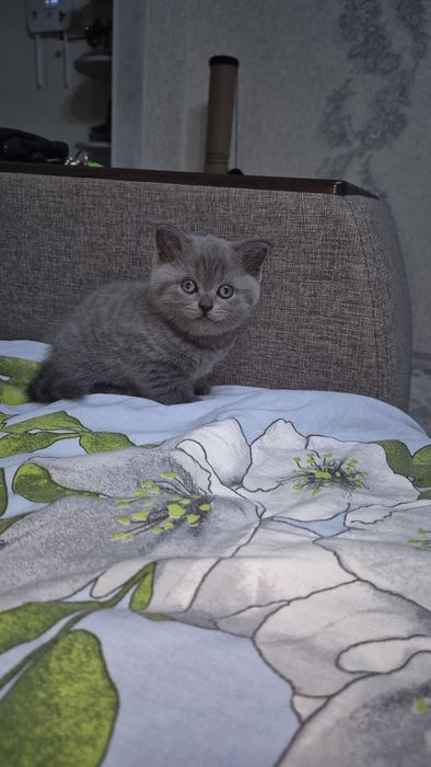 Котята (Шотландские)