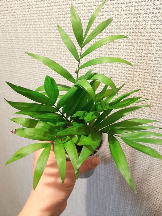 Продам Хомедорея