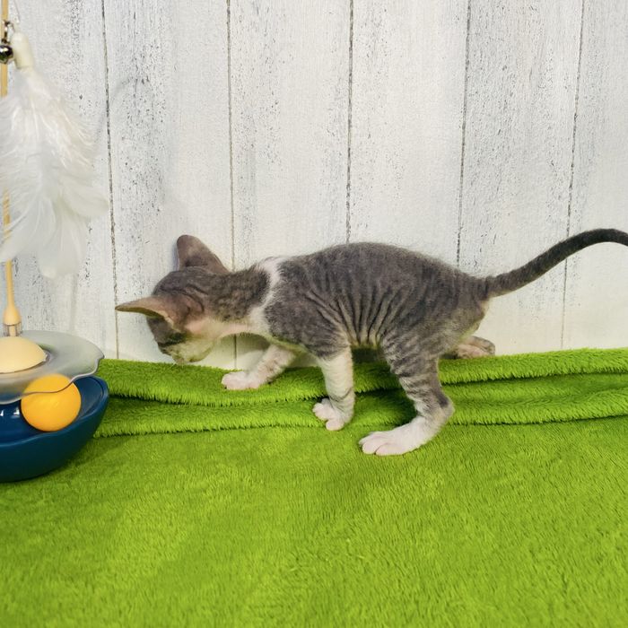 Котик донской сфинкс