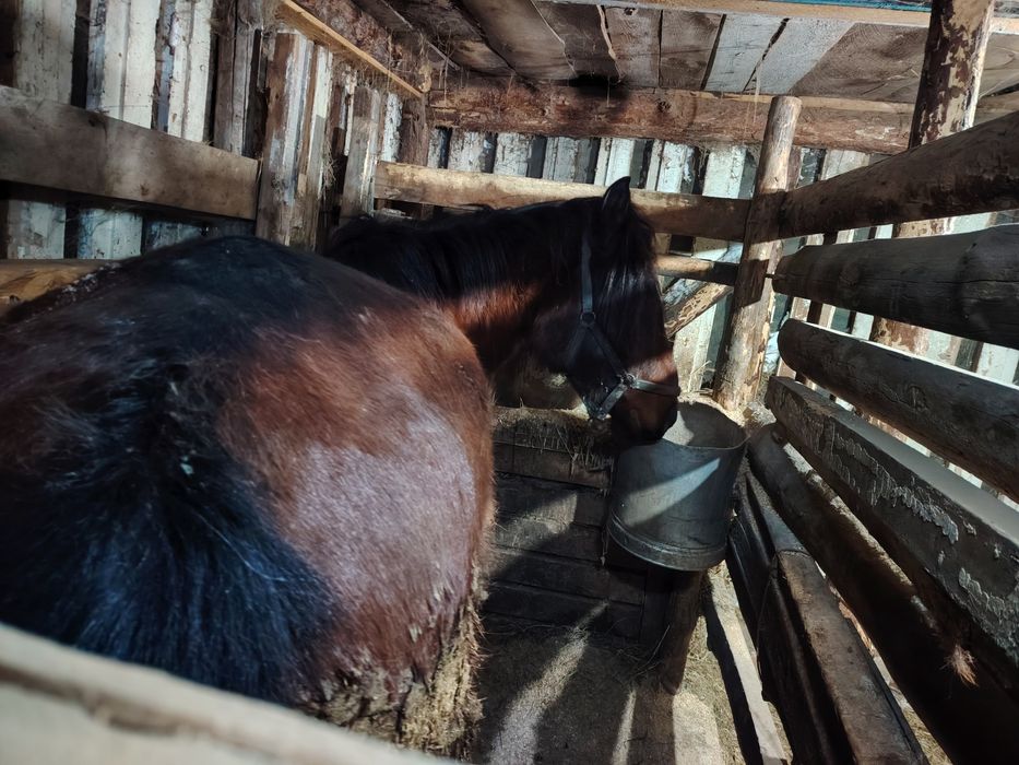 5 жасар кысыр бие, 2 ай жемде тур