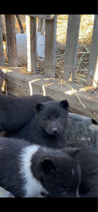 Лайка щенкий Русский европейский