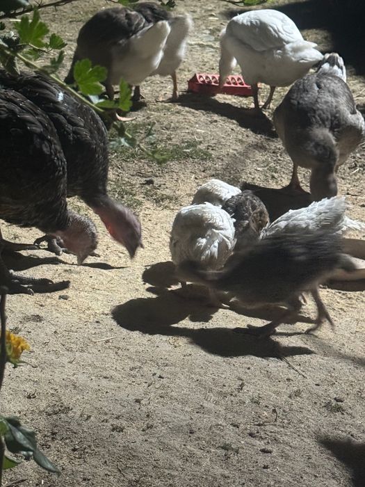 Pui de curca  albi și negri