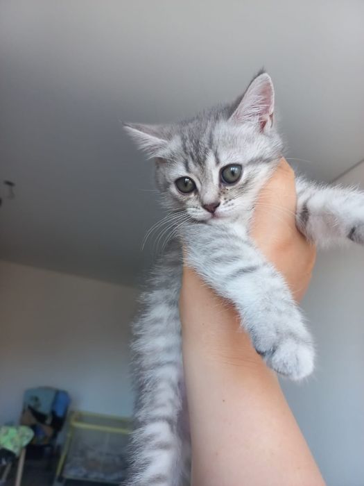 шотландские котята