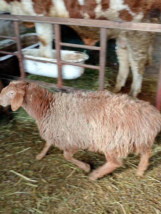 Ешкі, тоқты сатылады