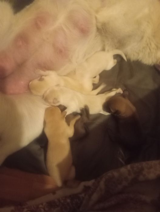 Щенки в добрые руки