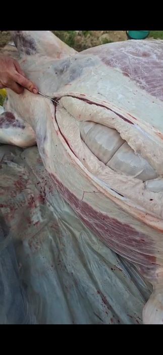 Соғым жілік 2750тг кунделікті