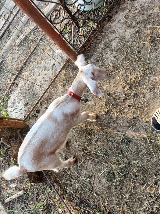 Iada + ied de vânzare 500 lei