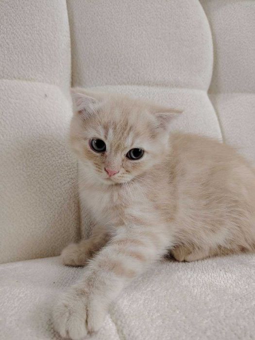 Породистый котенок
