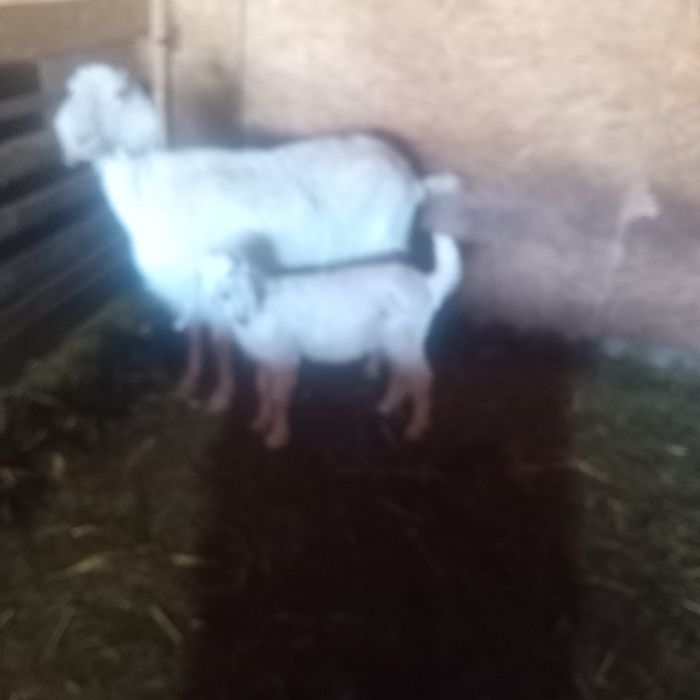 Ieduț de vânzare din capră foarte bună de lapte cel negru l