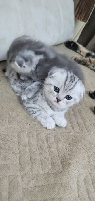 Шотландские Скоттиш Фолды