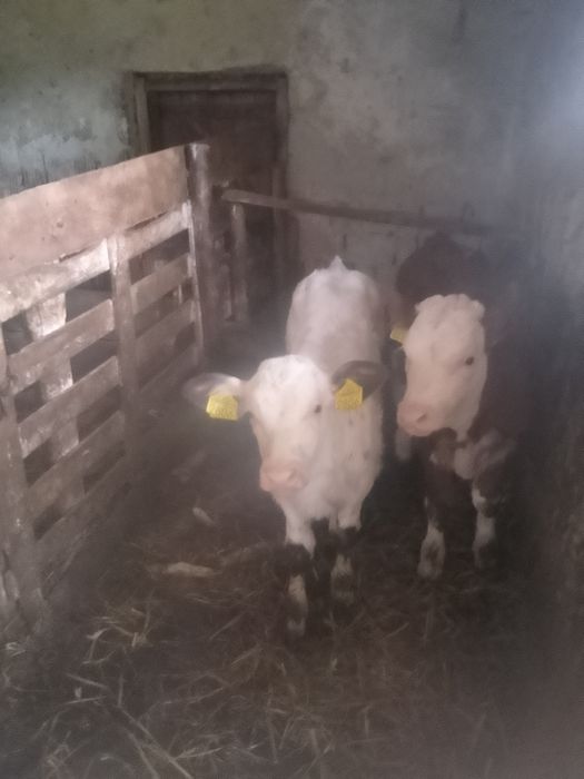 Vand vacă bălțata cu vițea