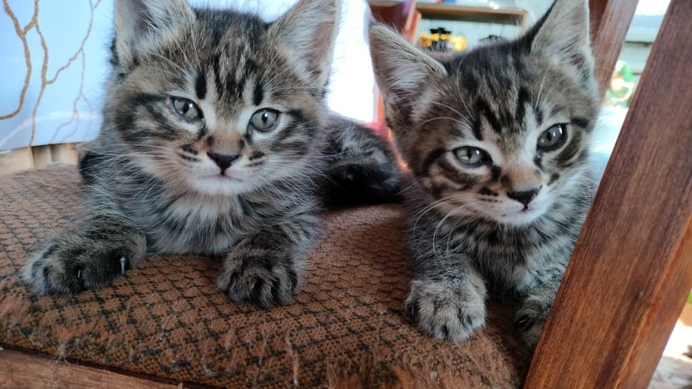 Отдам котят в добрые руки