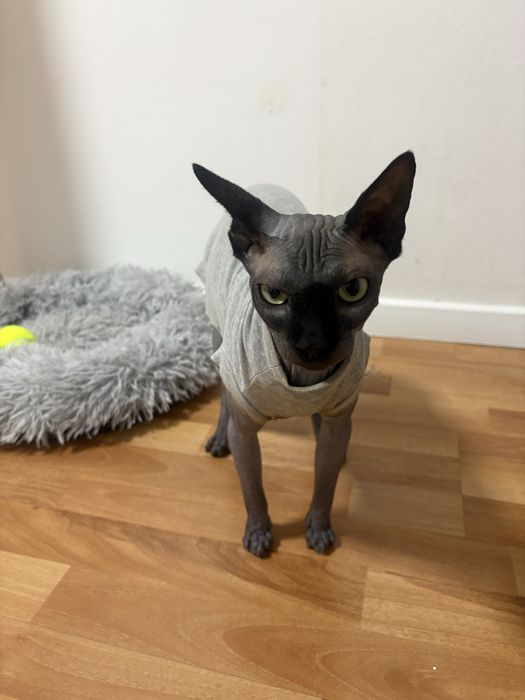 Продам сфинкса , возраст 1 г 3 м