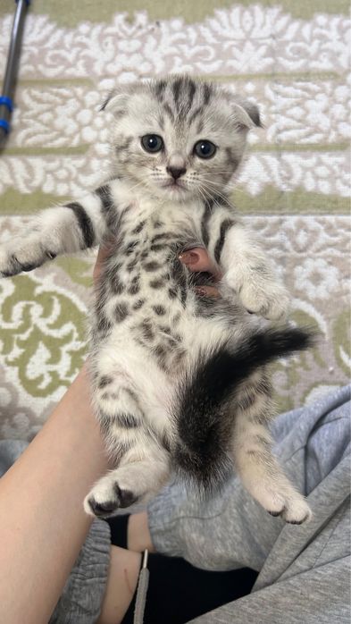 отдам котят в хорошие руки