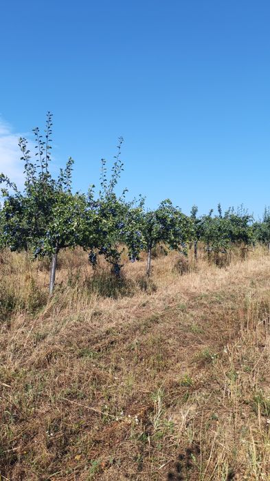 Prune Stanley calitatea 1