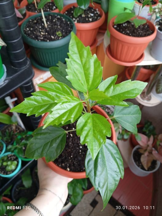 Продам цветы комнатные