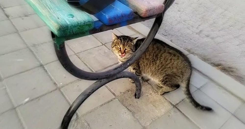 Котенок подросток в добрые руки!